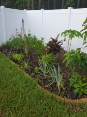 Back left 2017 - tomato teepee, ti plant, papaya, lemon tree. avocado and green onions towards the front