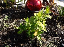 red gazing ball with gardenia bush