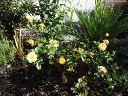 better view of yellow rose bush