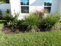 left side of walkway garden bed - again african iris, fire cracker grass
