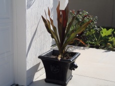 lion concrete planter that I finally was able to find- custom painted - with a spider lily