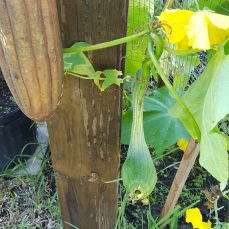 Gourd ready to be picked with a baby gourd next to it